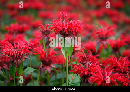 Monarda 'Gardenview Scarlet' Banque D'Images