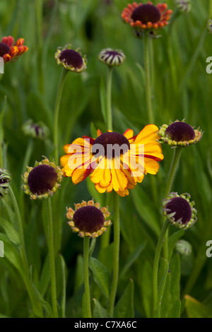 Helenium Sahins flowerer précoce Banque D'Images