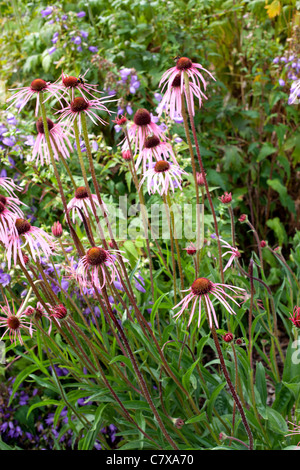 Echinacea 'Pallida' avec ses pétales joralemon inhabituelle Banque D'Images
