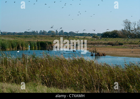 Wildfowl Cormorans décoller de l'eau château Réserve naturelle de Rye Harbour East Sussex England UK Banque D'Images