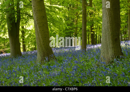 Un tapis dense de Bluebells croissant sous un baldaquin vert printemps luxuriant de hêtre et chêne, Coton Manor, Northamptonshire, Angleterre Banque D'Images