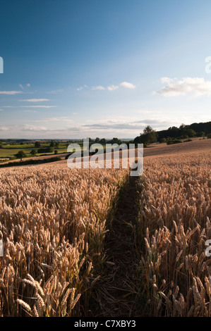 Un étroit sentier serpente à travers une récolte de blé d'or baignés dans la lumière du soleil chaude soirée près de East Haddon dans le Northamptonshire, Angleterre Banque D'Images