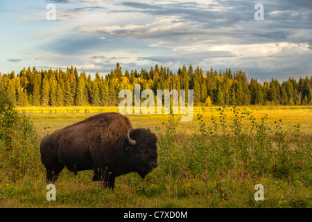 American bison des plaines parmi les trembles à l'automne, le parc national Elk Island, en Alberta, Canada. Banque D'Images