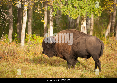 American bison des plaines parmi les trembles à l'automne, le parc national Elk Island, en Alberta, Canada. Banque D'Images