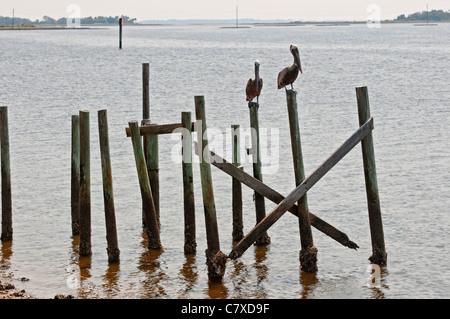 Deux pélicans bruns assis sur pilotis en bois dans la petite ville de la côte du golfe funky de Horseshoe Beach en Floride. Banque D'Images