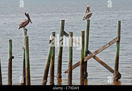 Deux pélicans bruns assis sur pilotis en bois dans la petite ville de la côte du golfe funky de Horseshoe Beach en Floride. Banque D'Images