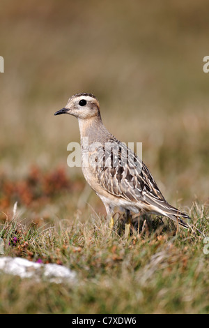 Charadrius morinellus, « récent, l'enfant unique sur l'herbe, Great Orme, Conway, galles, Septembre 2011 Banque D'Images