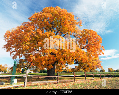 Canada,Ontario,Fonthill,le confort de l'Érable, l'un des arbres les plus vieux au Canada âgés de plus de 450 ans Banque D'Images