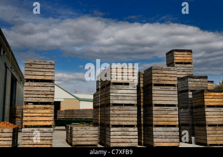 Bacs de lattes de bois d'oignons empilés haut après la récolte au Holland Marsh agriculture ferme en Ontario Canada Banque D'Images