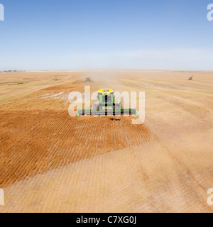 Une moissonneuse-batteuse verte dans un champ de lentilles sur la prairie Banque D'Images