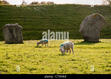 Avis de menhirs et prairie, Avebury, Royaume-Uni Banque D'Images