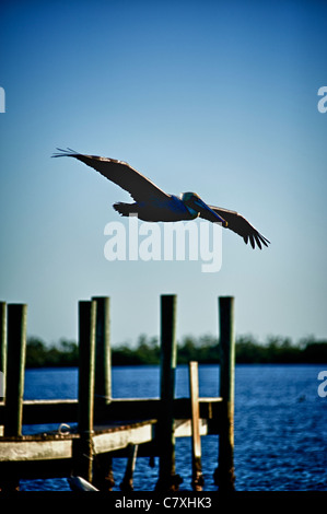 Pelican en vol près de Pine Island, en Floride Banque D'Images