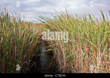 Les hautes herbes et la quenouille d'une ligne d'eau le long d'un chemin à la nouvelle Chicago Marsh, près de San Jose, Californie. Banque D'Images