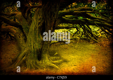 Un grand vieil arbre avec des branches laissant tomber au sol Banque D'Images