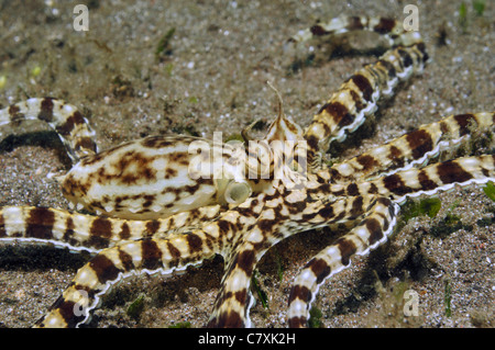Thaumoctopus mimicus Mimic Octopus, le Détroit de Lembeh, Sulawesi, Indonésie Banque D'Images
