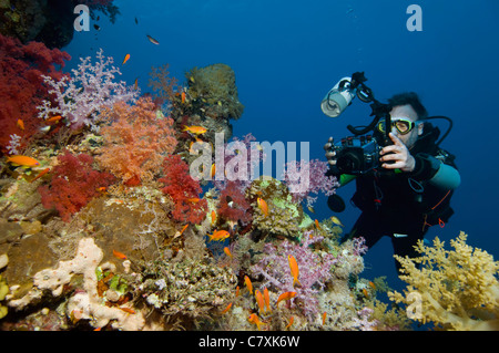 Photo prise en plongée autonome de corail mou, Dendronephthya klunzingeri, Dahab, Sinai, Red Sea, Egypt Banque D'Images