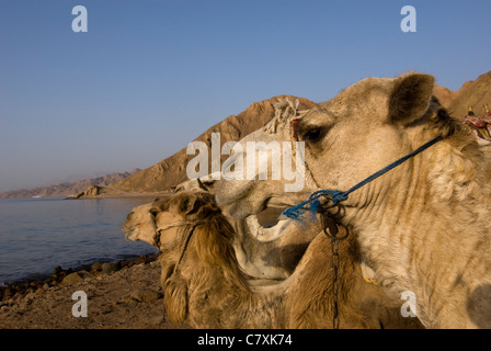 Des chameaux à plage de Mer Rouge, Camelus dromedarius, Dahab, Sinai, Red Sea, Egypt Banque D'Images
