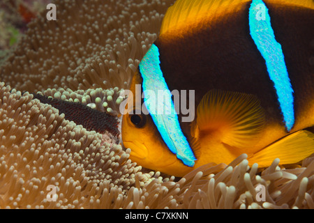 Orange-fin poisson clown avec ses Œufs, Amphiprion chrysopterus, Gau, Fidji, Lomaiviti Banque D'Images