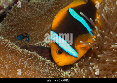 Orange-fin poisson clown avec ses Œufs, Amphiprion chrysopterus, Gau, Fidji, Lomaiviti Banque D'Images