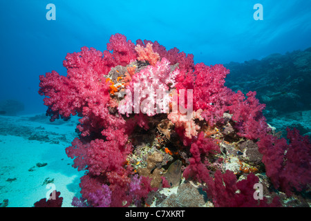 Le rouge corail mou, Dendronephthya sp., Nagali, Fidji Banque D'Images