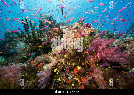 Les récifs coralliens colorés, Wakaya, Fidji, Lomaiviti Banque D'Images