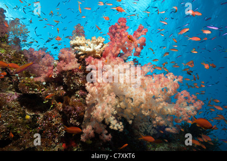 Les récifs coralliens colorés, Wakaya, Fidji, Lomaiviti Banque D'Images