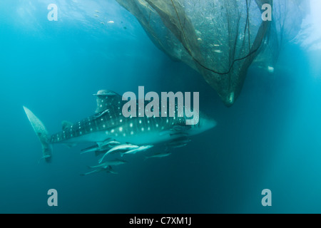 Rhincodon typus, Cenderawashi Bay, en Papouasie occidentale, en Indonésie Banque D'Images