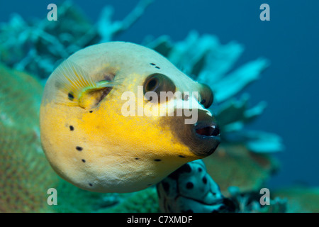 Épinoche tachetée Puffer, Arothron nigropunctatus, Cenderawashi Bay, en Papouasie occidentale, en Indonésie Banque D'Images