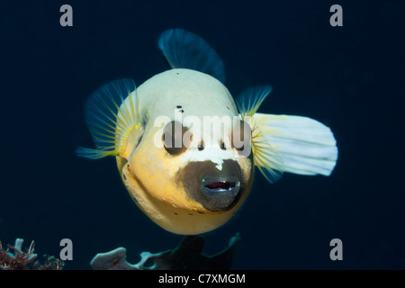 Épinoche tachetée Puffer, Arothron nigropunctatus, Cenderawashi Bay, en Papouasie occidentale, en Indonésie Banque D'Images