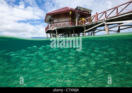 Banc de Yellowstripe Scad dans lagon de l'île de Ahe, Selaroides leptolepis, Cenderawashi Bay, en Papouasie occidentale, en Indonésie Banque D'Images