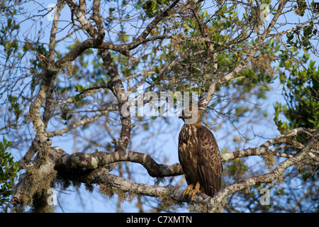 Hawk Changeable-eagle ou crested hawk-eagle (Nisaetus cirrhatus) à Yala NP Sri Lanka Banque D'Images