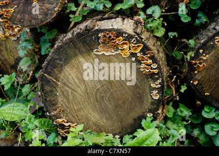 Champignon du sterbier pileux, Stereum hirsutum poussant sur l'aubier Douglas Fir, Pays de Galles, Royaume-Uni. Banque D'Images
