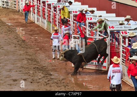 Bullriding au Stampede de Calgary, Alberta, Canada. Banque D'Images