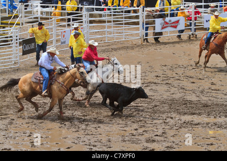 Un bouvillon sur l'eau et la boue d'après-midi, dans le cadre du Stampede de Calgary, Alberta, Canada. Banque D'Images