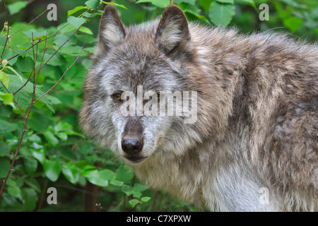 Gray wolf, Canis lupus, Columbia Valley, British Columbia, Canada Banque D'Images