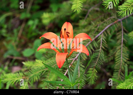 Le lis de Lilium Lilium philadelphicum poussent à l'état sauvage dans la vallée du Columbia, British Columbia, Canada Banque D'Images