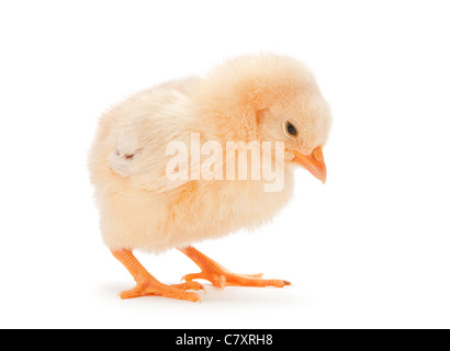 Jaune petit poulet isolated on white Banque D'Images