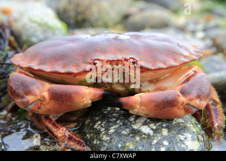 Crabe comestible 'Cancer pagurus' sur la côte, plage, England UK Banque D'Images