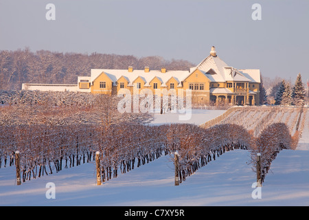 Canada,Ontario,Niagara-on-the-Lake, Peller Estate Winery en hiver, des rangées de vignes sous la neige fraîche du matin. Banque D'Images