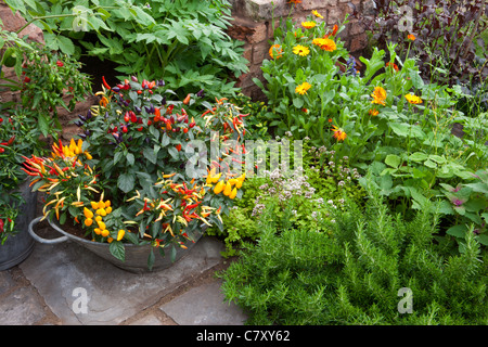 Petit jardin d'espace avec piments piments piments piments plantes poussant dans un récipient en métal galvanisé plante pot Outdoors UK Banque D'Images