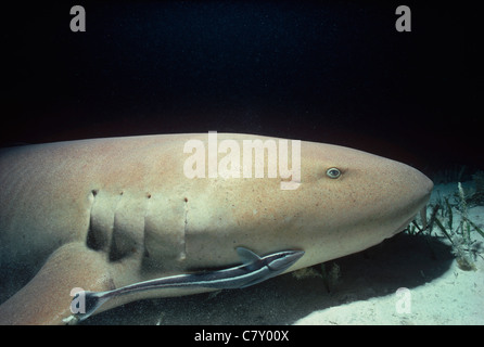 (Ginglymostoma cirratum requin nourrice) avec Remora démontre une relation symbiotique, Bimini, Bahamas - Mer des Caraïbes Banque D'Images