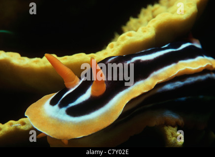 Pyjama/pyjama (Nudibranche Chromodoris quadricolor) pâturage sur une éponge. L'Egypte, Mer Rouge Banque D'Images