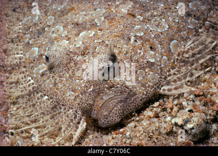 (Bothus pantherinus Flet Panther camouflé) sur fond de sable. Egypte - Mer Rouge Banque D'Images