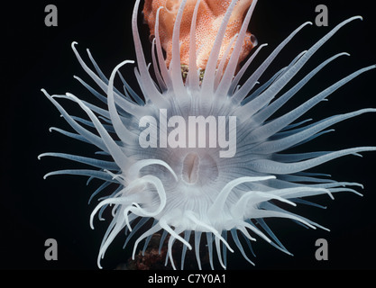 Anémone coloniale (Nemanthus annamensis) ouvrir et nourrir la nuit . Egypte - Mer Rouge Banque D'Images