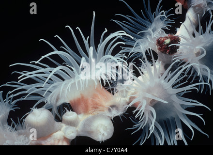 Les anémones coloniales (Nemanthus annamensis) ouvrir et nourrir la nuit . Egypte - Mer Rouge Banque D'Images