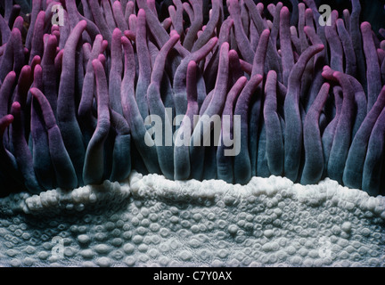 Tentacules d'une anémone de mer géantes (Condylactis gigantea). Palau, Micronésie - Ouest de l'Océan Pacifique Banque D'Images