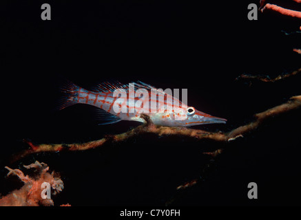 Le Hawkfish (Oxycirrhitus typus) repose sur une branche de corail noir (Antipatharia). Egypte - Mer Rouge Banque D'Images