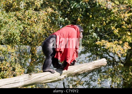 Un chimpanzé couvert dans une couverture rouge escalade un tronc d'arbre Pan troglodytes Banque D'Images