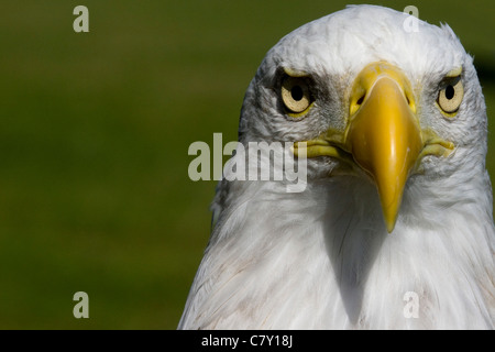 Head Shot of a female Pygargue à tête blanche Haliaeetus leucocephalus Banque D'Images