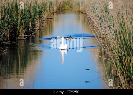 Un cygne gracieux Banque D'Images